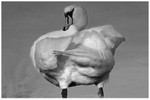 Mute Swan Reflection - Echoes of Narcissus