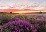 Misty sunrise over the heather - D75_0628-HDR