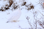 Willow Ptarmigan portfolio