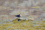 Arctic Skua
