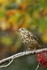 Mistle Thrush,