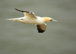 Gannet