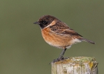 Stonechat 1