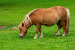 Shetland Pony - DSC_9488