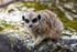 Meerkat - DSC_3515