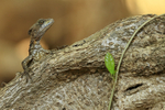 Brown Basilisk on tree root, Playa Cativo Lodge, Costa Rica
