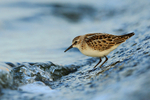 Little Stint watches a wave approach at Farmoor Reservoir