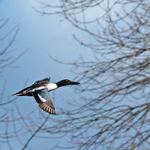 Fast Go the Wings