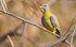 Yellow-footed Green Pigeon