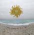 Sea Star - Asteriidae