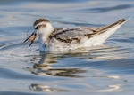 Grey Phalarope 1