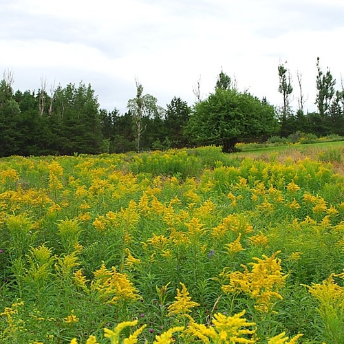 A field of goldenrod