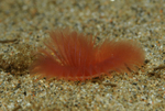 Chone infundibuliformis