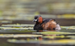 Little Grebe - Tachybaptus ruficollis