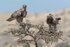 Tawny Eagle