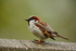 House Sparrow