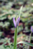 Life emerging