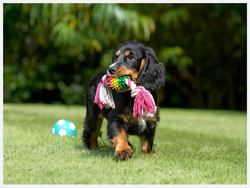 Canine Portfolio portfolio