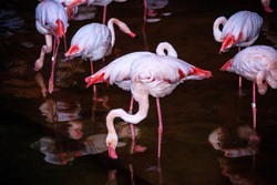 KM-369M Flamingoes in Kowloon Park