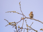 Woodlark