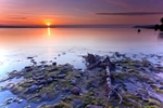 tidal tree