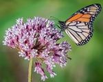 Monarch and Milkweed