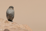 Plumbeous Sierra-Finch (female), front view, El Tatio, Chile
