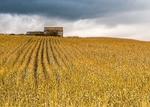 Golden Field, Ashford-in-the-Water