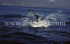 Leaping Blue Marlin.