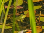 Edible Frog