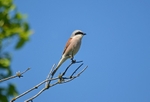 Red-backed Shrike