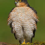 Sparrowhawk