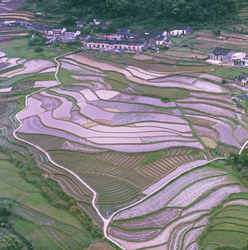 KM-99 Paddy field near Fanling - 1975