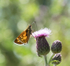 Small Skipper