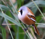 Bearded Tit
