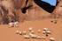 Sheep Herding at Arches