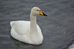 Whooper Swan
