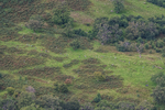 Arnison Crag-23