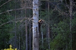 Brown Bear cub