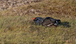 Black Grouse - Tetrao ...
