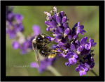 Honey Bee...