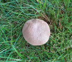 Common Earthball