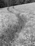 2172 - Barley Tracks