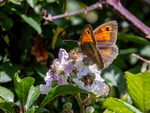 Meadow Brown