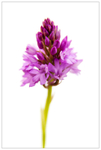 Pyramidal Orchid in the Morning Sun!