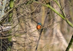 Kingfisher