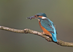 Kingfisher - Alcedo atthis