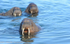 Walruses coming to the boat.