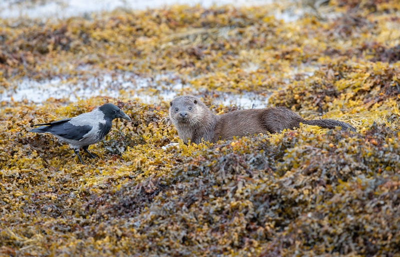 Hooded Crow - Isle of Mull - Scotland