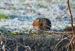 Water Vole